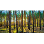 Панно Affresco, коллекция Фрески и фотообои, артикул ID10863