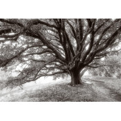 Панно Affresco, коллекция Фрески и фотообои, артикул ID12494