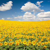 Панно Affresco, коллекция Фрески и фотообои, артикул ID13441