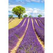 Панно Affresco, коллекция Фрески и фотообои, артикул ID13445