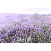 Панно Affresco, коллекция Фрески и фотообои, артикул ID13449