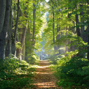 Панно Affresco, коллекция Фрески и фотообои, артикул ID13476