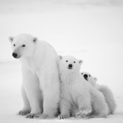 Панно Affresco, коллекция Фрески и фотообои, артикул ID13538