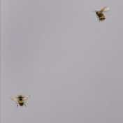 Обои Andrea Rossi Cavolli 54419-3