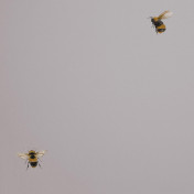 Обои Andrea Rossi Cavolli 54419-4