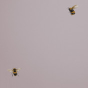 Обои Andrea Rossi Cavolli 54419-5