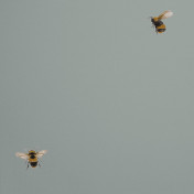 Обои Andrea Rossi Cavolli 54419-7