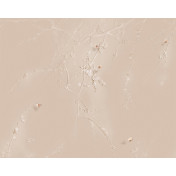 Панно Applico, коллекция Barelief Line, артикул B0074-GL2