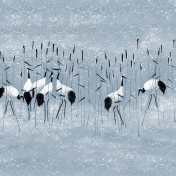 Обои AURA Panorama V104-3-C