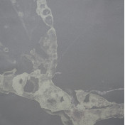 Панно Calico, коллекция Microcosmos, артикул Shift