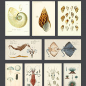 Французские обои CASADECO Encyclopedia 2 84641551