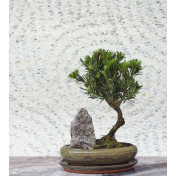 Английские обои Cole & Son, коллекция Shinrin YOKU, артикул 126/3007: премиальные дизайнерские обои для стильного интерьера