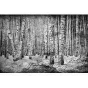 Испанские обои Coordonne, коллекция Random Papers, артикул 6500201N