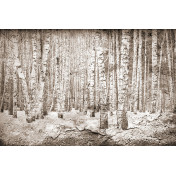 Испанские обои Coordonne, коллекция Random Papers, артикул 6500202V