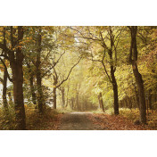 Испанские обои Coordonne, коллекция Random Papers, артикул 6500207V