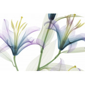 Итальянские обои Glamora, коллекция Creative Wallcovering, артикул GL1001A