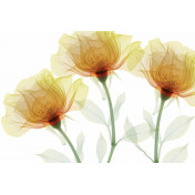 Итальянские обои Glamora, коллекция Creative Wallcovering, артикул GL1031A