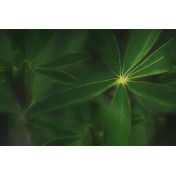 Панно Glamora, коллекция Creative Wallcovering, артикул GLNF161A