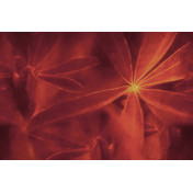 Панно Glamora, коллекция Creative Wallcovering, артикул GLNF163A