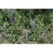 Итальянские обои Glamora, коллекция Creative Wallcovering, артикул GLPI20A