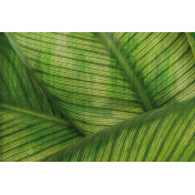 Панно Glamora, коллекция Creative Wallcovering, артикул GLRO122A