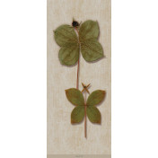 Панно Iksel, коллекция Scenic & Architectural Wallpapers, артикул Herbier Herb10