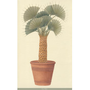 Панно Iksel, коллекция Scenic & Architectural Wallpapers, артикул Potted Palms PTT Fan palm