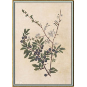 Панно Iksel, коллекция Scenic & Architectural Wallpapers, артикул Renaissance Herbier RH14