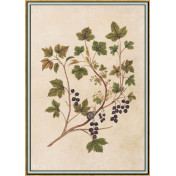 Панно Iksel, коллекция Scenic & Architectural Wallpapers, артикул Renaissance Herbier RH19