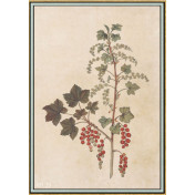 Панно Iksel, коллекция Scenic & Architectural Wallpapers, артикул Renaissance Herbier RH20