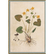 Панно Iksel, коллекция Scenic & Architectural Wallpapers, артикул Renaissance Herbier RH21