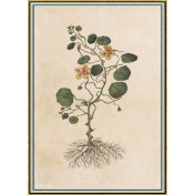 Панно Iksel, коллекция Scenic & Architectural Wallpapers, артикул Renaissance Herbier RH24