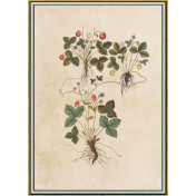 Панно Iksel, коллекция Scenic & Architectural Wallpapers, артикул Renaissance Herbier RH25