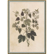 Панно Iksel, коллекция Scenic & Architectural Wallpapers, артикул Renaissance Herbier RH35