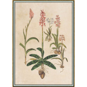 Панно Iksel, коллекция Scenic & Architectural Wallpapers, артикул Renaissance Herbier RH6