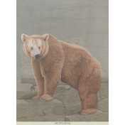 Панно Iksel, коллекция Scenic & Architectural Wallpapers, артикул Tourist Animals Brown Bear