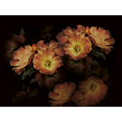 Панно Inkiostro Bianco, коллекция Inediti Cruise Collection, артикул INKGLXY1903