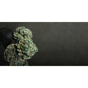 Итальянские обои Inkiostro Bianco, коллекция Story 2013/2019 Collections, артикул INKDQEK1602