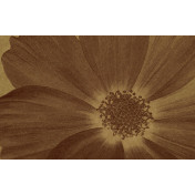 Панно Italreflexes, коллекция Macro, артикул Flower-013/Gold