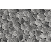 Панно Italreflexes, коллекция Macro, артикул Shell-002/Slate