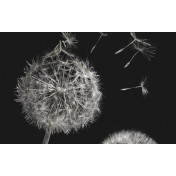 Панно Italreflexes, коллекция Macro, артикул Taraxacum-003/Slate