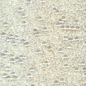 Французские обои Maya Romanoff, коллекция Set Classeurs Binders, артикул MR-BG-1517