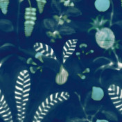 Французские обои Nobilis, коллекция Cosmopolitan II, артикул COS162