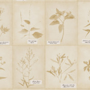 Американские обои Ralph Lauren, коллекция Serengeti Textures, артикул LWP65012W