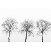 Шведские обои Rebel Walls, коллекция No 13 Scandinavia, артикул R12981