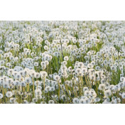 Шведские обои Rebel Walls, коллекция No 13 Scandinavia, артикул R16351