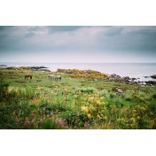 Шведские обои Rebel Walls, коллекция No 13 Scandinavia, артикул R16471