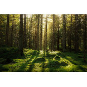 Шведские обои Rebel Walls, коллекция No 13 Scandinavia, артикул R16641