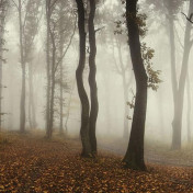 Панно Rebel Walls, коллекция No 9 Home, артикул R15281