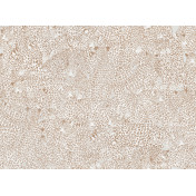 Итальянские обои Tecnografica, коллекция Collection 2019, артикул 74715-1